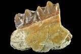 Fossil Horse (Mesohippus) Jaw Section - South Dakota #157468-1